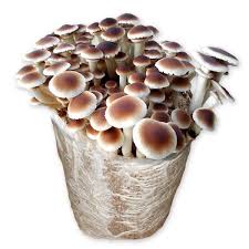 bolets