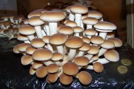 bolets1