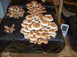 bolets4