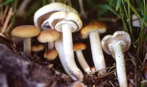 bolets5