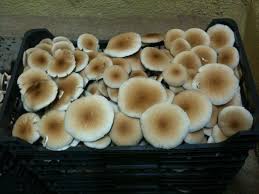 bolets6