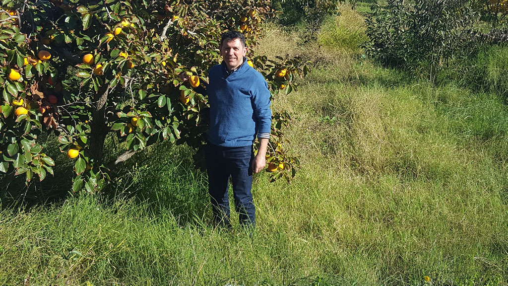 el caqui persimon se puede comprar online en lafruteria.es caqui persimon comprar online lafruteria.es