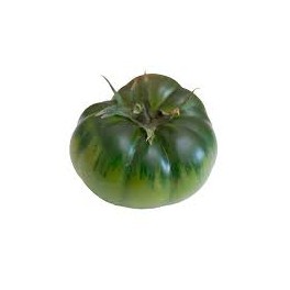 TOMATE RAF