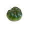 TOMATE RAF