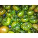 TOMATE RAF