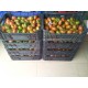 TOMATE ALICANTE RAF