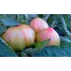 TOMATE ROSA