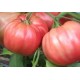 TOMATE ROSA