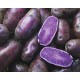 PATATA VIOLETA