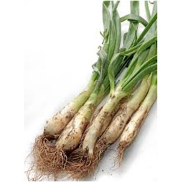 CALÇOTS