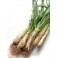 CALÇOTS
