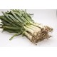 CALÇOTS