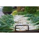 CALÇOTS