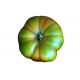 TOMATE RAF
