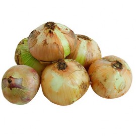 CEBOLLAS NUEVA
