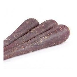 ZANAHORIA MORADA