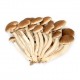 BOLET CHOPO