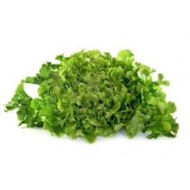 HOJA DE ROBLE