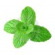 MENTA/HIERBA