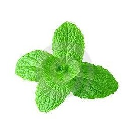 MENTA/HIERBA