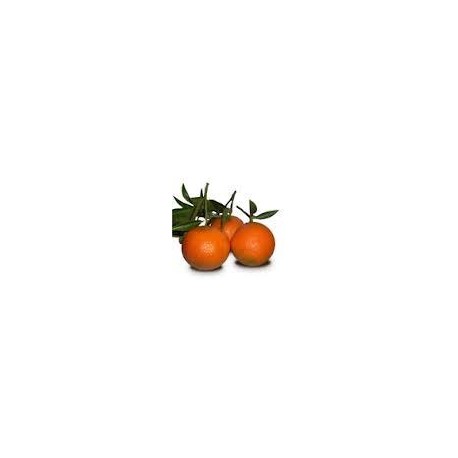 CLEMENTINA NATURAL