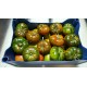 TOMATE RAF