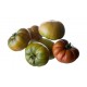 TOMATE RAF