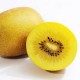 KIWI GOLD