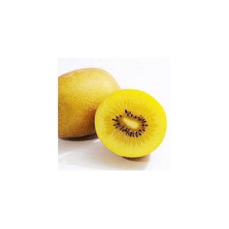 KIWI GOLD