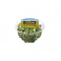 CANONIGOS