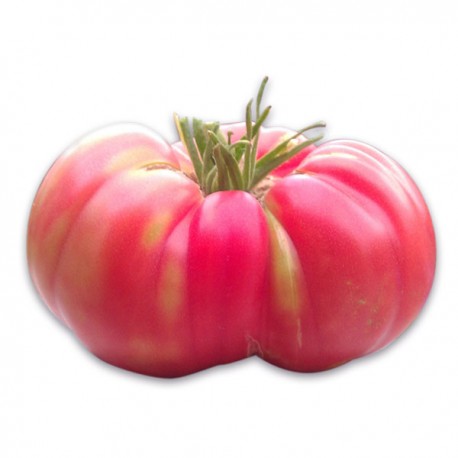 TOMATE ROSA