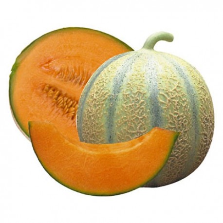 MELON GALIA