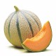 MELON GALIA