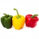 PIMIENTOS TRICOLOR
