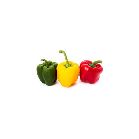 PIMIENTOS TRICOLOR