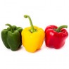 PIMIENTOS TRICOLOR