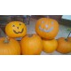 CALABAZA HALLOWEEN