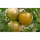 TOMATE DEL TERRENO