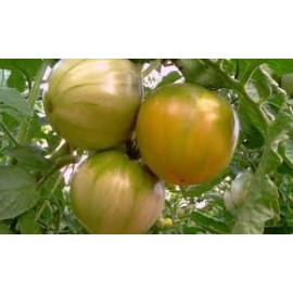 TOMATE DEL TERRENO