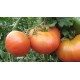 TOMATE DEL TERRENO