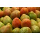 TOMATE DEL TERRENO