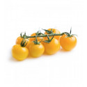 TOMATE CHERRY