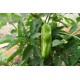 PIMIENTO ITALIANO (Ud)