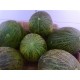 MELON