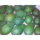 AGUACATE CALLOSA