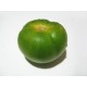 TOMATE VEGA CAÑADA