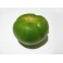 TOMATE VEGA CAÑADA
