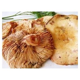 ROVELLON DE PINO 500 GRAMOS