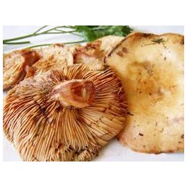ROVELLON DE PINO 500 GRAMOS