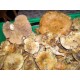 ROVELLON DE PINO 500 GRAMOS